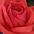 Rosso - Rose Floribunde - Resolut®
